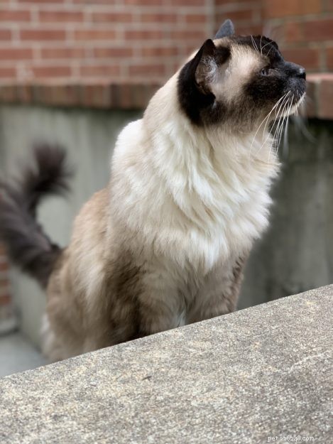 Celebrating Caymus  16th Birthday: A Journey of Hope and Resilience
