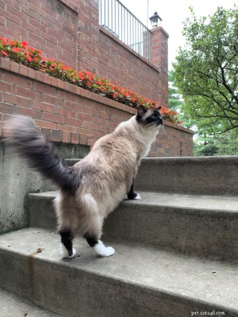 Celebrating Caymus  16th Birthday: A Journey of Hope and Resilience