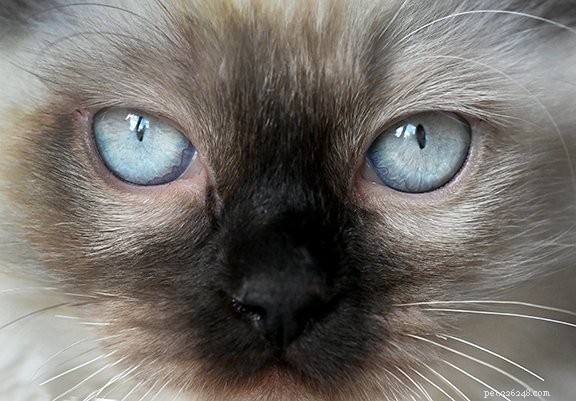 Coco & Gigi: Meet This Month’s Adorable Ragdoll Kittens