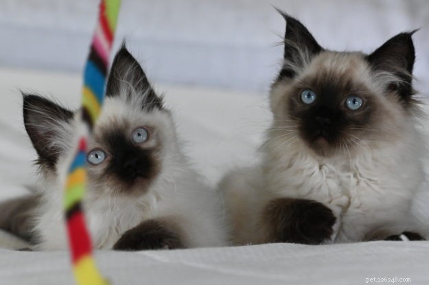 Coco & Gigi: Meet This Month’s Adorable Ragdoll Kittens