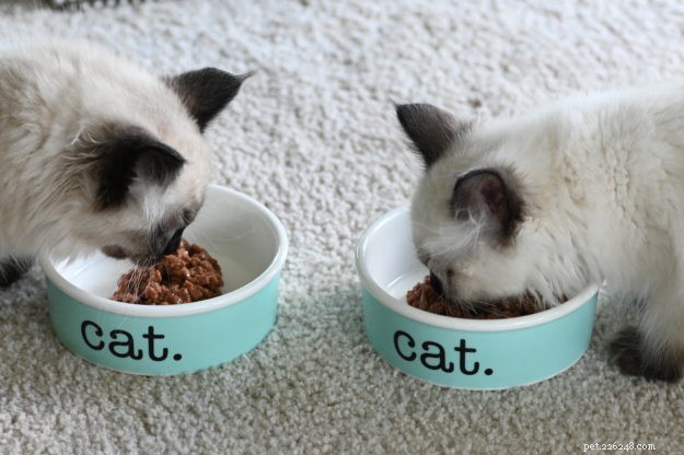 Coco & Gigi: Meet This Month’s Adorable Ragdoll Kittens