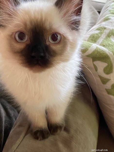 Coco & Gigi: Meet This Month’s Adorable Ragdoll Kittens