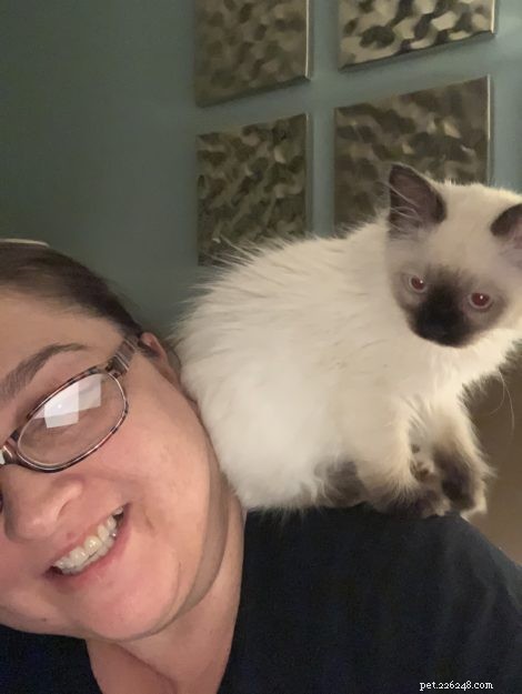 Coco & Gigi: Meet This Month’s Adorable Ragdoll Kittens