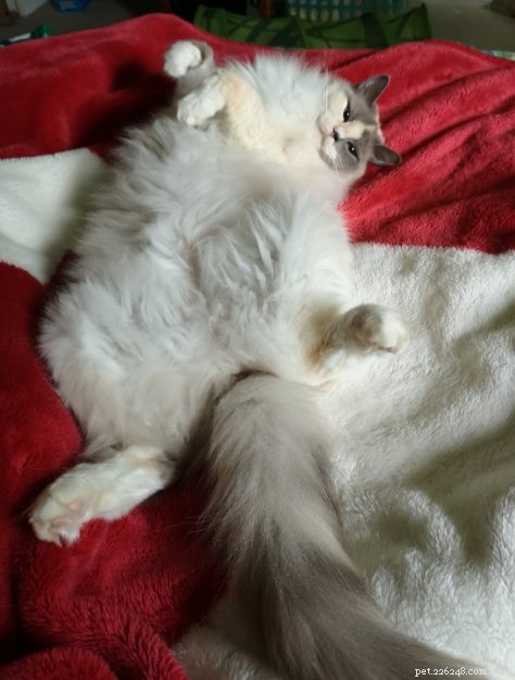 Meet Smoke: The Adorable Blue‑Tortie Ragdoll Making Hearts Melt