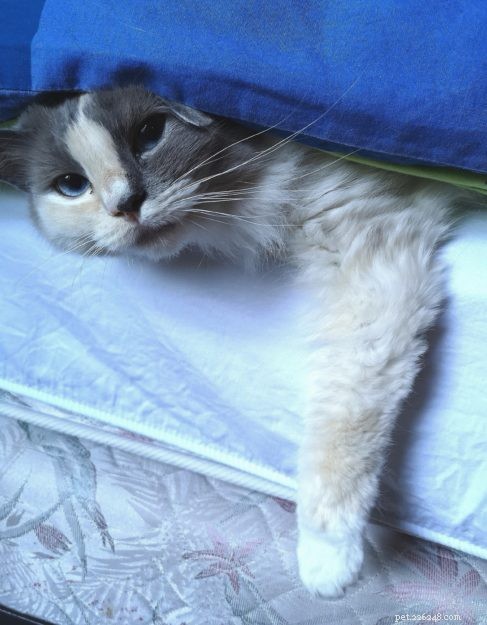 Meet Smoke: The Adorable Blue‑Tortie Ragdoll Making Hearts Melt