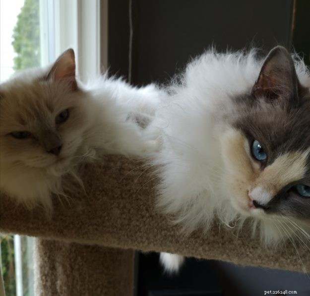 Meet Smoke: The Adorable Blue‑Tortie Ragdoll Making Hearts Melt