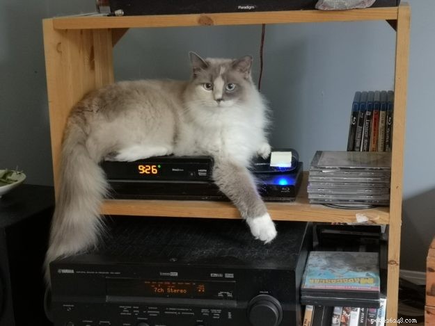 Meet Smoke: The Adorable Blue‑Tortie Ragdoll Making Hearts Melt