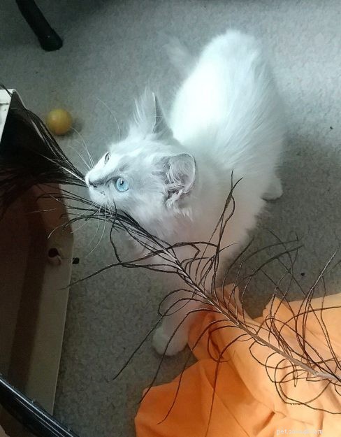 Meet Smoke: The Adorable Blue‑Tortie Ragdoll Making Hearts Melt
