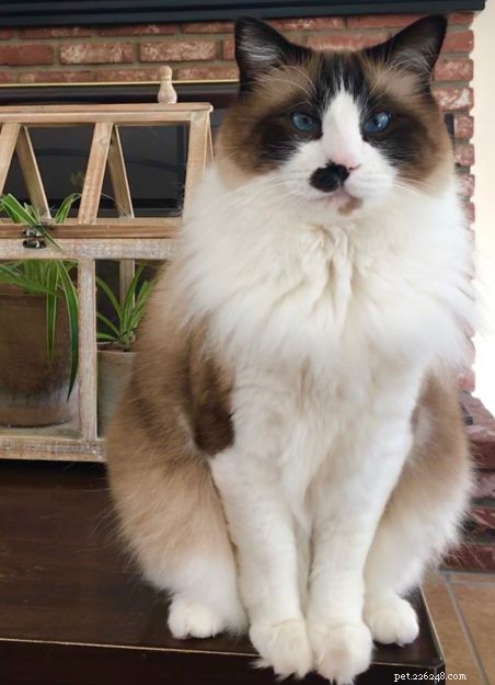 Clark the Ragdoll: A Week in the Life