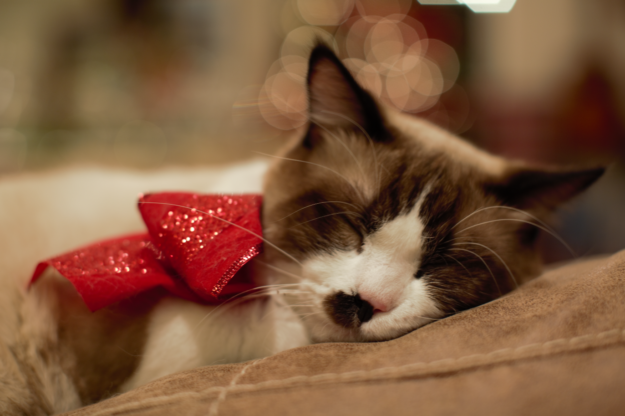 Clark the Ragdoll: A Week in the Life