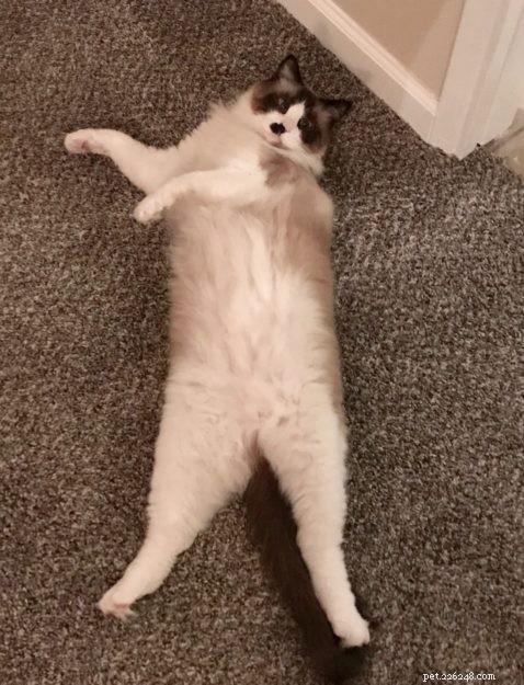 Clark the Ragdoll: A Week in the Life