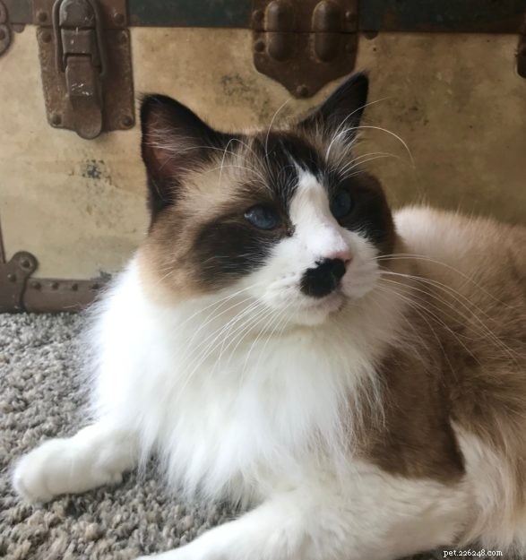 Clark the Ragdoll: A Week in the Life