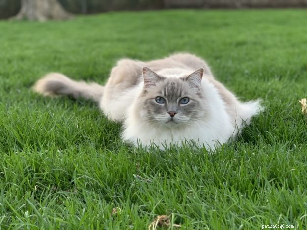 Is Your Cat a Ragdoll? Key Traits & Proven Identification Tips