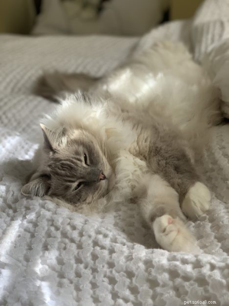 Is Your Cat a Ragdoll? Key Traits & Proven Identification Tips