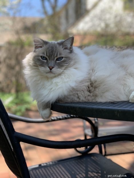 Is Your Cat a Ragdoll? Key Traits & Proven Identification Tips