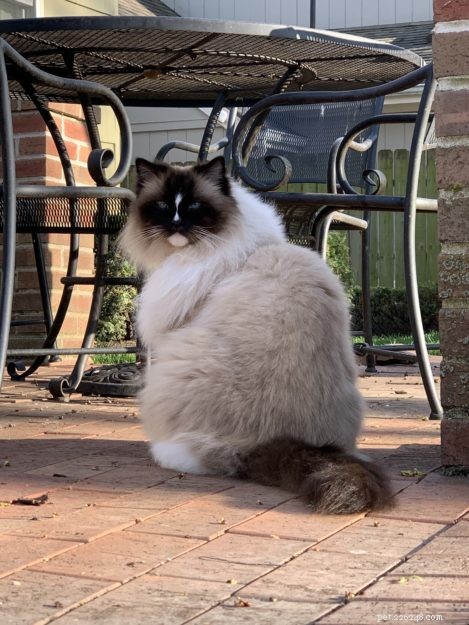 Is Your Cat a Ragdoll? Key Traits & Proven Identification Tips