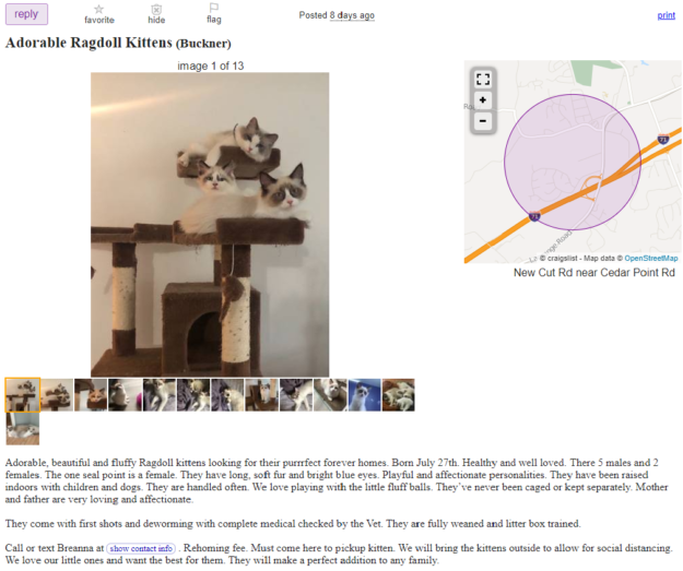 Buying Ragdoll Kittens on Craigslist? Here’s What You Need to Know