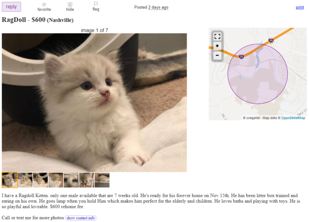 Buying Ragdoll Kittens on Craigslist? Here’s What You Need to Know