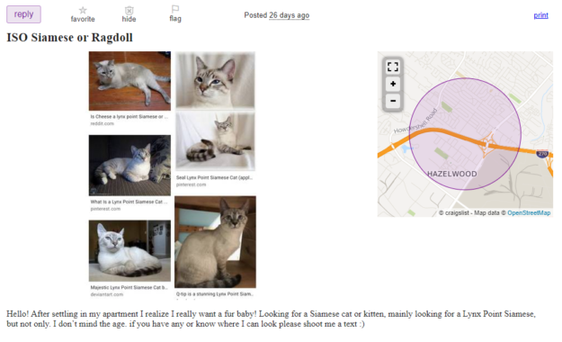 Buying Ragdoll Kittens on Craigslist? Here’s What You Need to Know