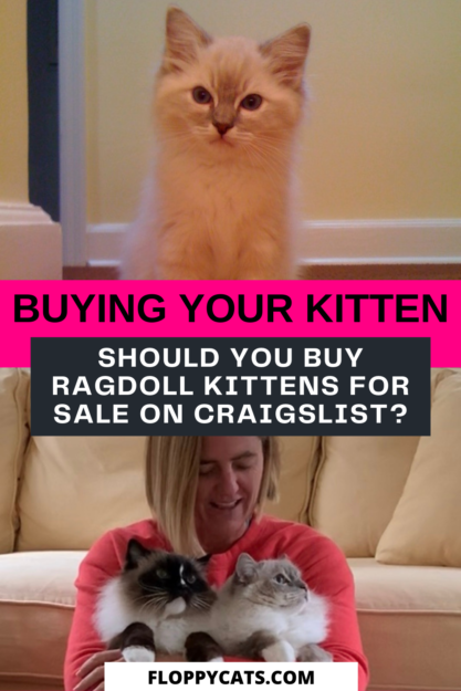 Buying Ragdoll Kittens on Craigslist? Here’s What You Need to Know