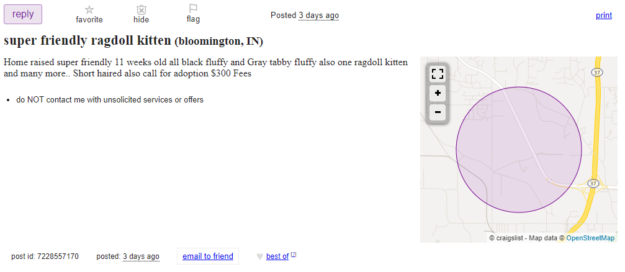 Buying Ragdoll Kittens on Craigslist? Here’s What You Need to Know