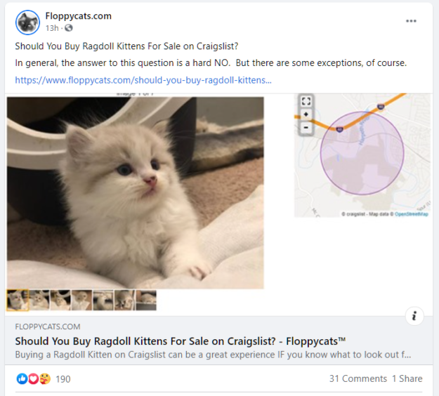 Buying Ragdoll Kittens on Craigslist? Here’s What You Need to Know
