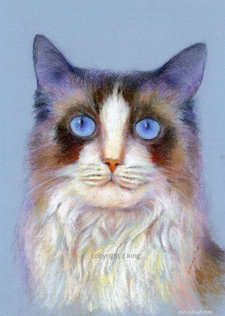 7 Thoughtful Cat Memorial Ideas to Honor Your Feline Companion