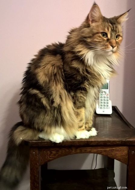 Maine Coon vs. Ragdoll: Key Differences You Should Know