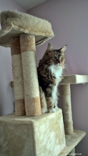 Maine Coon vs. Ragdoll: Key Differences You Should Know