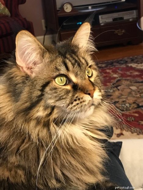 Maine Coon vs. Ragdoll: Key Differences You Should Know