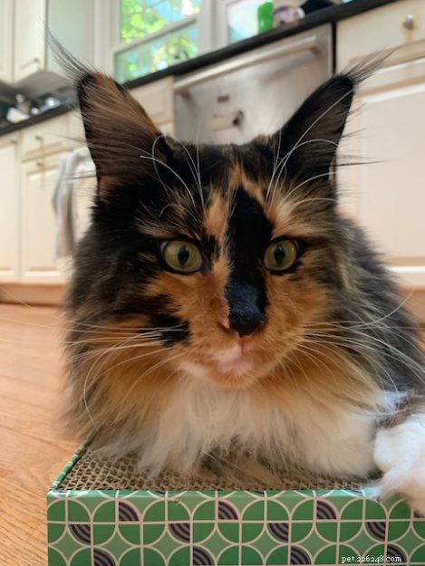 Maine Coon vs. Ragdoll: Key Differences You Should Know