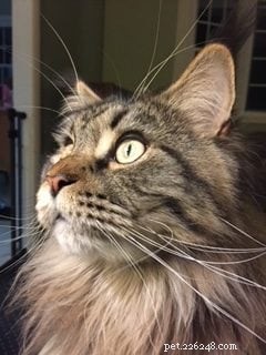 Maine Coon vs. Ragdoll: Key Differences You Should Know