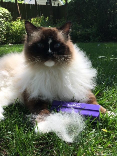Maine Coon vs. Ragdoll: Key Differences You Should Know