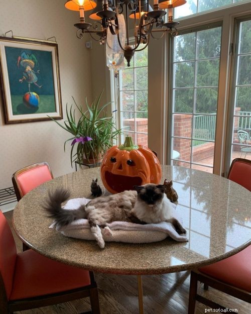 Guide to Safely Administering Subcutaneous Fluids to Your Cat at Home