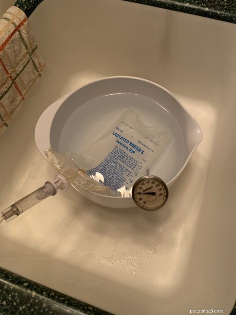 Guide to Safely Administering Subcutaneous Fluids to Your Cat at Home