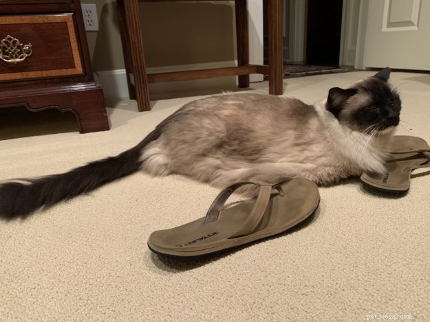 Guide to Safely Administering Subcutaneous Fluids to Your Cat at Home