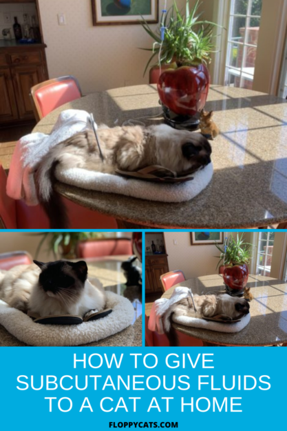 Guide to Safely Administering Subcutaneous Fluids to Your Cat at Home