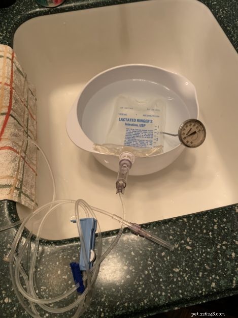 Guide to Safely Administering Subcutaneous Fluids to Your Cat at Home