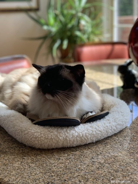 Guide to Safely Administering Subcutaneous Fluids to Your Cat at Home