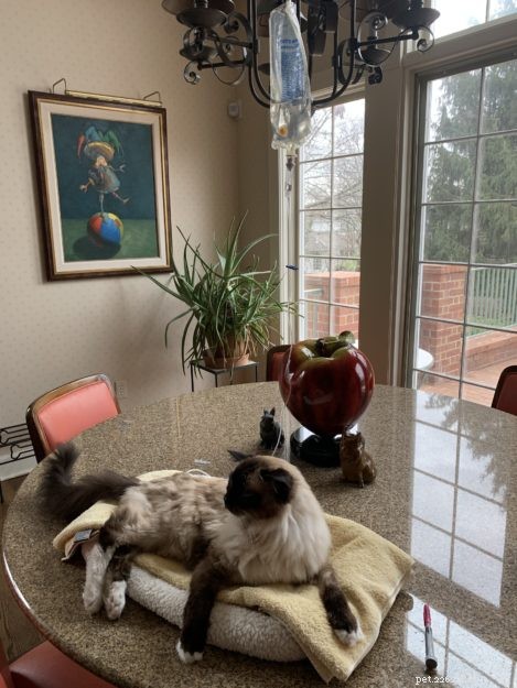 Guide to Safely Administering Subcutaneous Fluids to Your Cat at Home