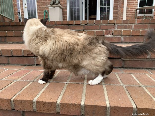 Guide to Safely Administering Subcutaneous Fluids to Your Cat at Home