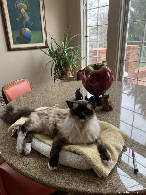 Guide to Safely Administering Subcutaneous Fluids to Your Cat at Home