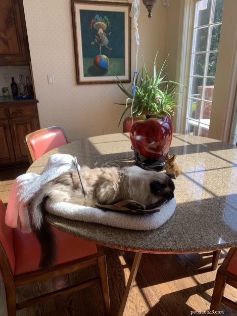 Guide to Safely Administering Subcutaneous Fluids to Your Cat at Home