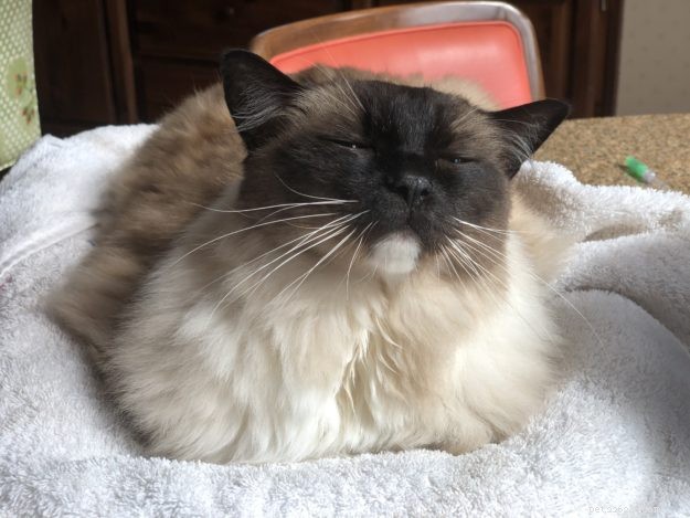 Guide to Safely Administering Subcutaneous Fluids to Your Cat at Home