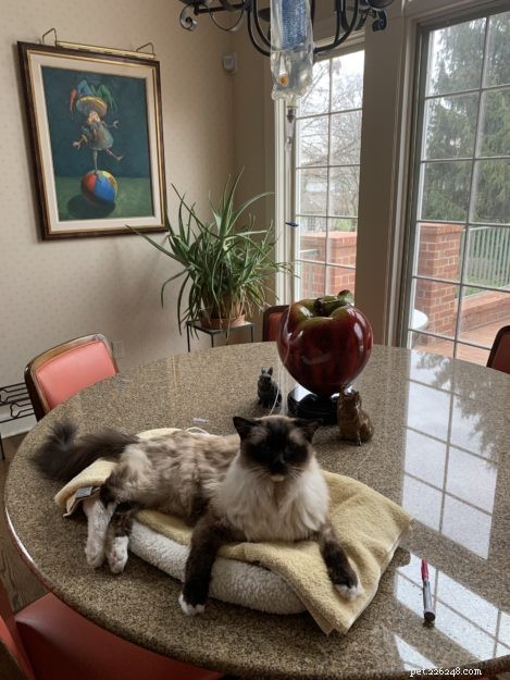 Guide to Safely Administering Subcutaneous Fluids to Your Cat at Home