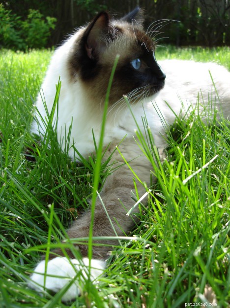 Enhance Your Cat’s Health: Improve Indoor Air Quality & Eliminate Unpleasant Odors