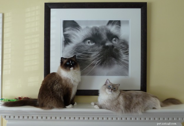What You Need to Know About Caring for Ragdoll Cats