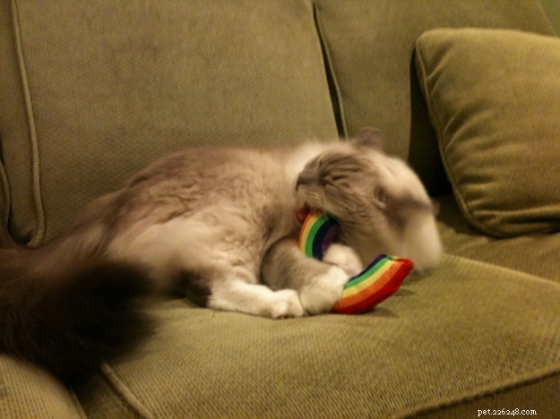 What You Need to Know About Caring for Ragdoll Cats