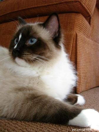 What You Need to Know About Caring for Ragdoll Cats