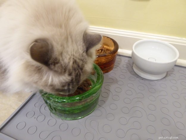 What You Need to Know About Caring for Ragdoll Cats
